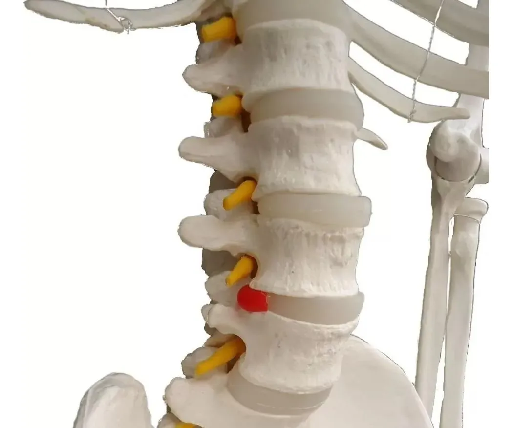 Esqueleto De Columna Vertebral Modelo Tamaño Real 1,70 Cm - Imagen 6