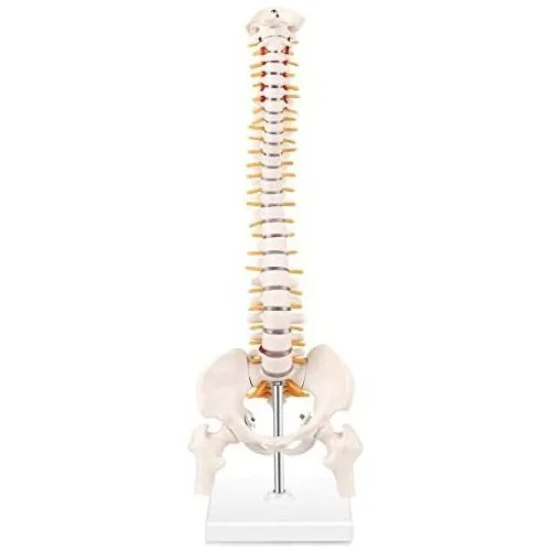 Esqueleto De Hueso De Columna Vertebral Humana - Imagen 2