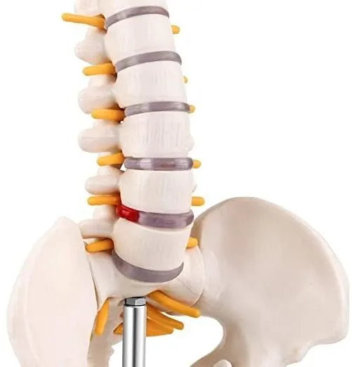 Esqueleto De Hueso De Columna Vertebral Humana - Imagen 5