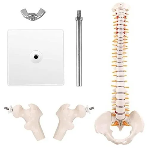 Esqueleto De Hueso De Columna Vertebral Humana - Imagen 3