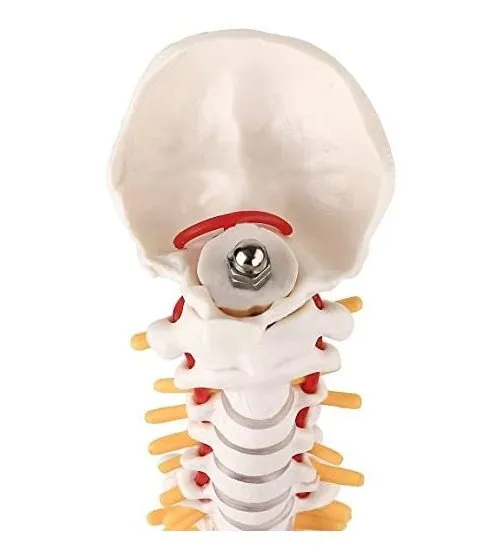 Esqueleto De Hueso De Columna Vertebral Humana - Imagen 4