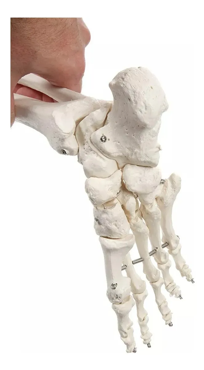 Esqueleto De Columna Vertebral Modelo Tamaño Real 1,70 Cm - Imagen 5