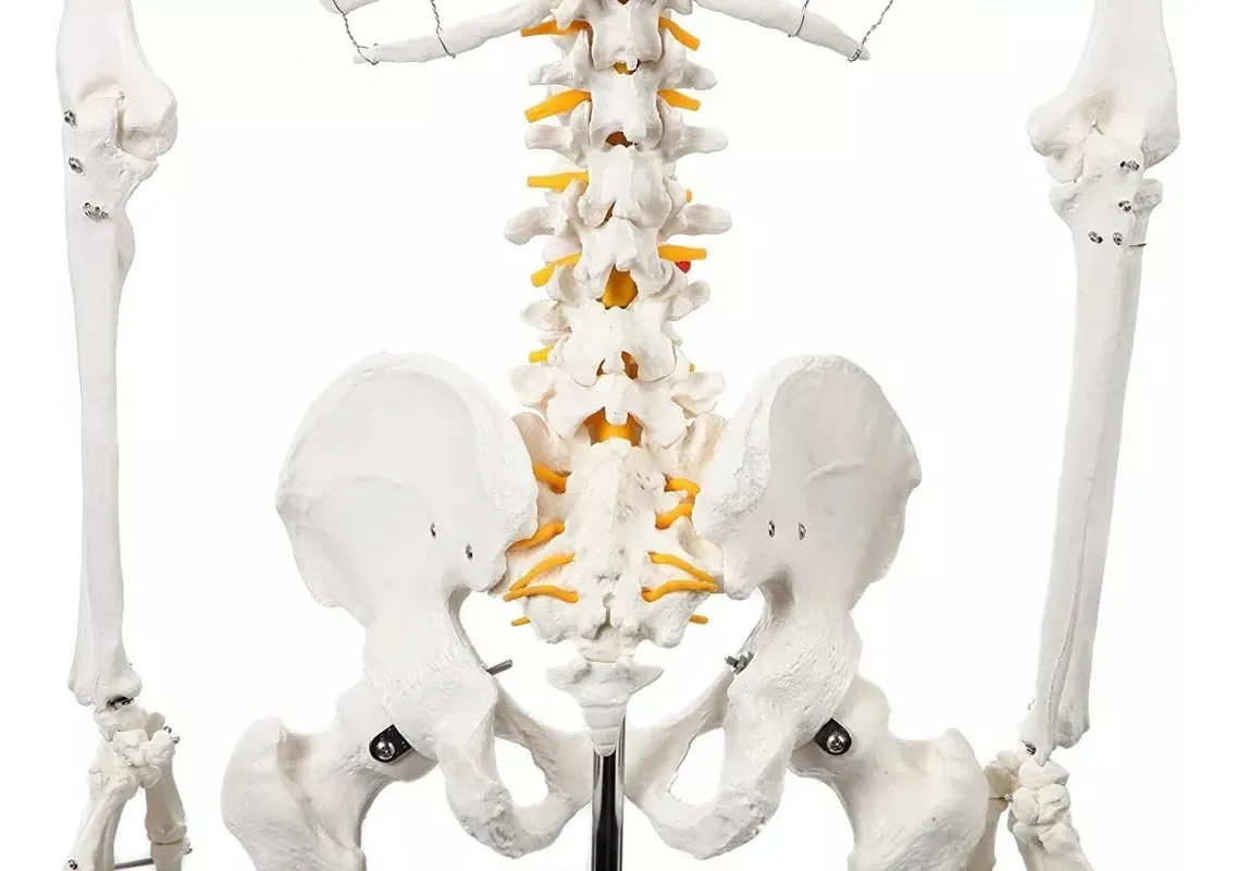 Esqueleto De Columna Vertebral Modelo Tamaño Real 1,70 Cm - Imagen 2