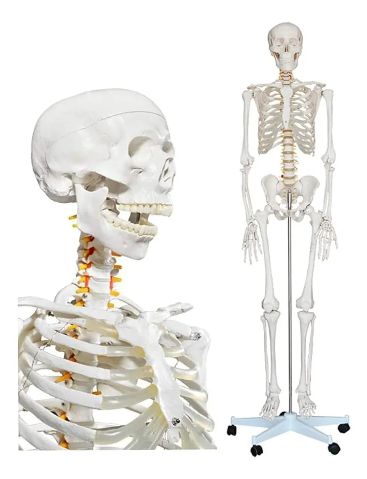 Esqueleto De Columna Vertebral Modelo Tamaño Real 1,70 Cm