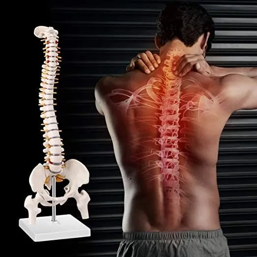 Esqueleto De Hueso De Columna Vertebral Humana
