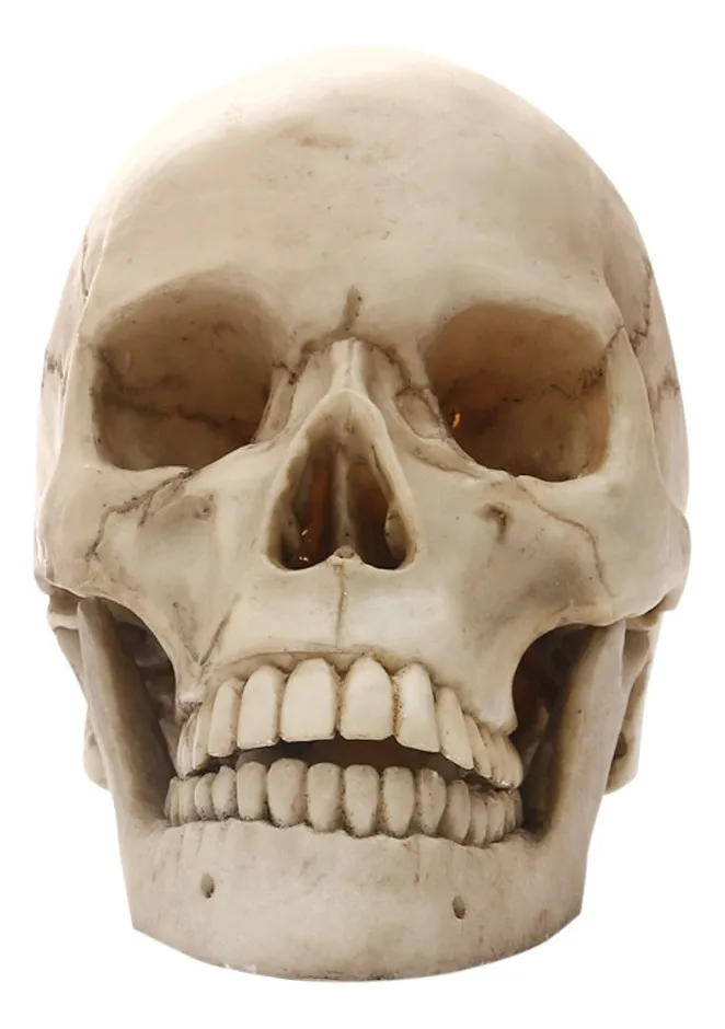 Maqueta De Cráneo Humano Modelo Anatómico. - Imagen 5