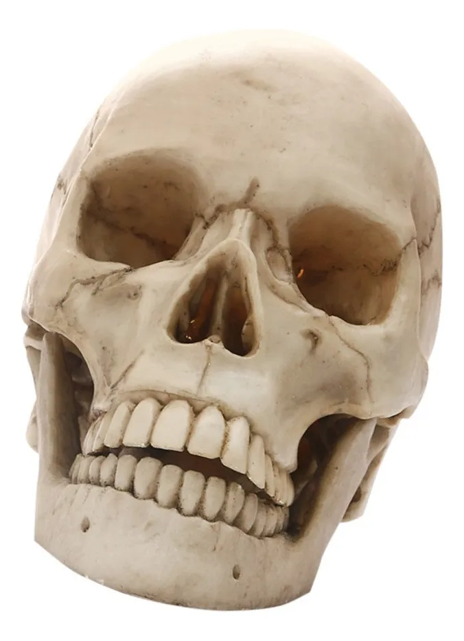 Maqueta De Cráneo Humano Modelo Anatómico.