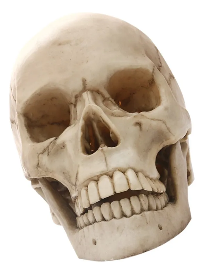 Maqueta De Cráneo Humano Modelo Anatómico. - Imagen 7